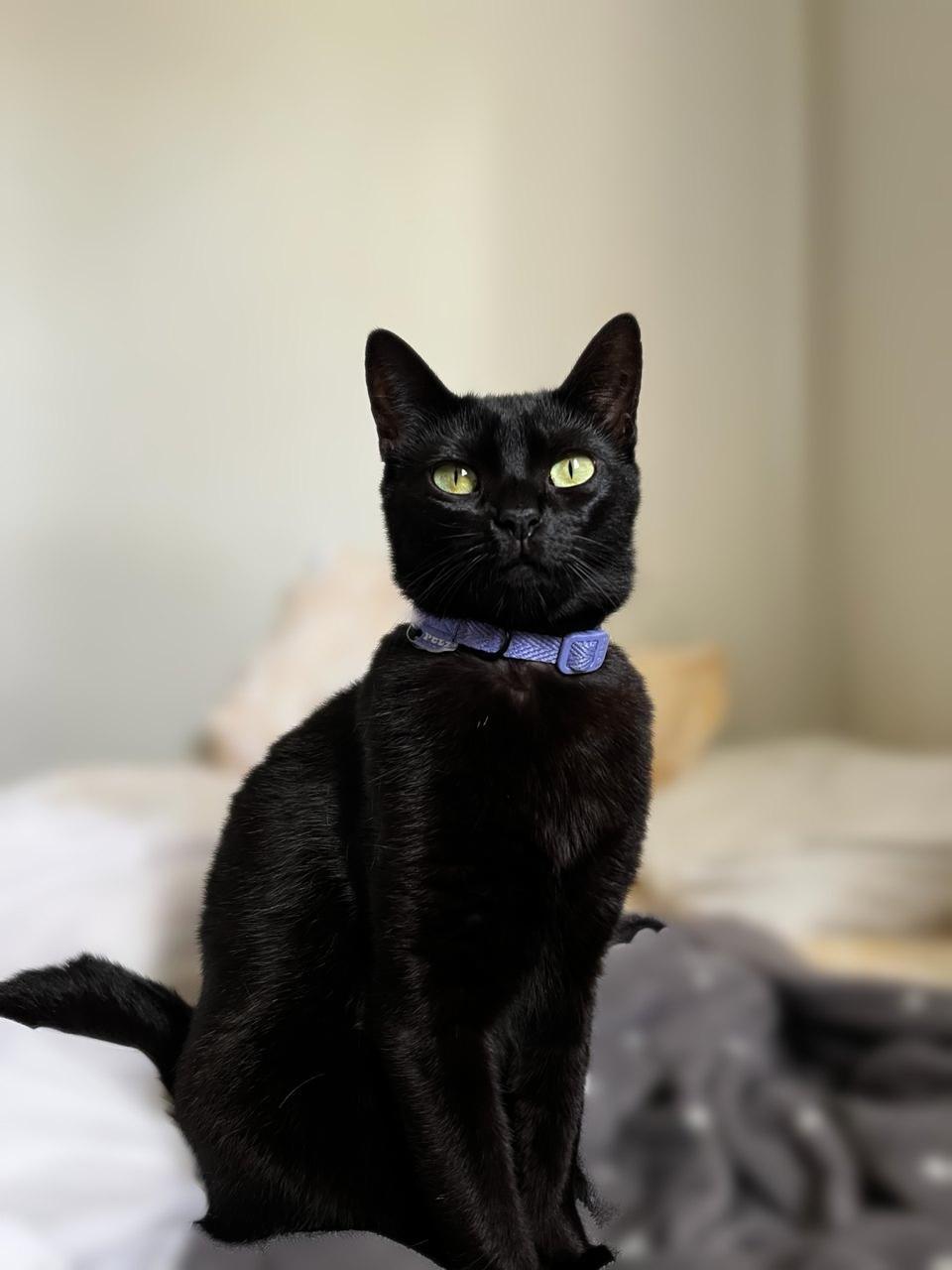 Nano, the real black cat